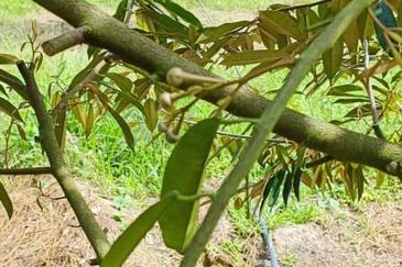 19 Ekar Dusun Durian Musang King & Black Thorn,  Raub Pahang  ✅GOOD INVESTMENT 600K FOR 1 SEASON ✅ FREEHOLD ✅ Infra structure ready ✅ Terrace land 