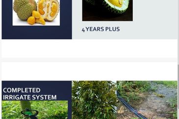 19 Ekar Dusun Durian Musang King & Black Thorn,  Raub Pahang  ✅GOOD INVESTMENT 600K FOR 1 SEASON ✅ FREEHOLD ✅ Infra structure ready ✅ Terrace land 