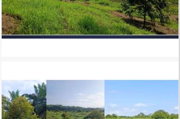 19 Ekar Dusun Durian Musang King & Black Thorn,  Raub Pahang  ✅GOOD INVESTMENT 600K FOR 1 SEASON ✅ FREEHOLD ✅ Infra structure ready ✅ Terrace land 