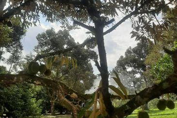  Dusun Durian 3 Ekar Batang Kali Selangor   ✅GOOD INVESTMENT 300K FOR 1 SEASON ✅ FREEHOLD