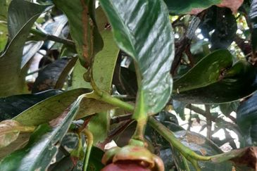  Dusun Durian 3 Ekar Batang Kali Selangor   ✅GOOD INVESTMENT 300K FOR 1 SEASON ✅ FREEHOLD