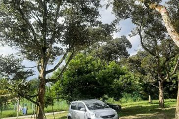  Dusun Durian 3 Ekar Batang Kali Selangor   ✅GOOD INVESTMENT 300K FOR 1 SEASON ✅ FREEHOLD