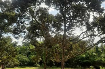  Dusun Durian 3 Ekar Batang Kali Selangor   ✅GOOD INVESTMENT 300K FOR 1 SEASON ✅ FREEHOLD