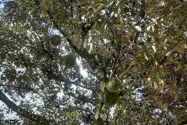  Dusun Durian 3 Ekar Batang Kali Selangor   ✅GOOD INVESTMENT 300K FOR 1 SEASON ✅ FREEHOLD