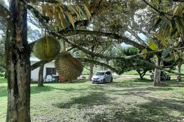  Dusun Durian 3 Ekar Batang Kali Selangor   ✅GOOD INVESTMENT 300K FOR 1 SEASON ✅ FREEHOLD