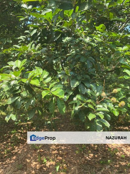 Dusun Durian  2 Ekar Sungai Buloh Selangor  ✅GOOD INVESTMENT 200K FOR 1 SEASON ✅BELOW MARKET VALUE ✅ FREEHOLD MALAY RESERVED, Selangor, Sungai Buloh