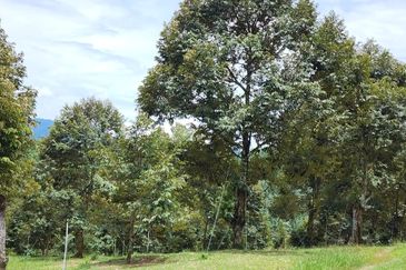 Dusun Durian Musang King 7 Ekar di Kalumpang, Hulu Selangor ✅FREEHOLD ✅ GOOD ROI 