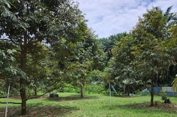Dusun Durian Musang King 7 Ekar di Kalumpang, Hulu Selangor ✅FREEHOLD ✅ GOOD ROI 