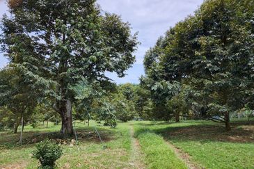 Dusun Durian Musang King 7 Ekar di Kalumpang, Hulu Selangor ✅FREEHOLD ✅ GOOD ROI 