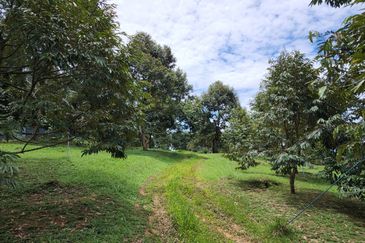 Dusun Durian Musang King 7 Ekar di Kalumpang, Hulu Selangor ✅FREEHOLD ✅ GOOD ROI 