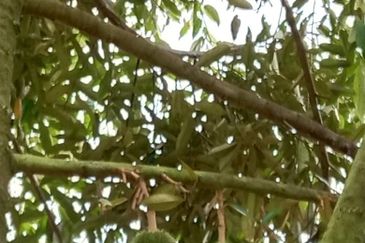 Dusun Durian BLACK THORN & MUSANG KING  9 Ekar Sungai Ruan Raub Pahang ✅GOOD INVESTMENT ✅FREEHOLD ✅Accessible by SUV/4wd vehicle