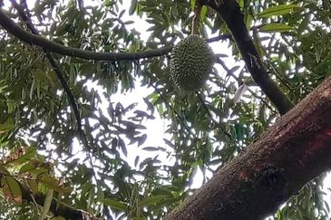 Dusun Durian BLACK THORN & MUSANG KING  9 Ekar Sungai Ruan Raub Pahang ✅GOOD INVESTMENT ✅FREEHOLD ✅Accessible by SUV/4wd vehicle