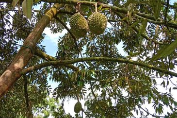 Dusun Durian BLACK THORN & MUSANG KING  9 Ekar Sungai Ruan Raub Pahang ✅GOOD INVESTMENT ✅FREEHOLD ✅Accessible by SUV/4wd vehicle