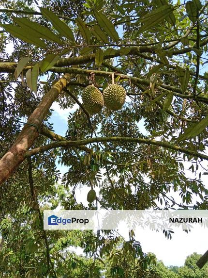Dusun Durian BLACK THORN & MUSANG KING  9 Ekar Sungai Ruan Raub Pahang ✅GOOD INVESTMENT ✅FREEHOLD ✅Accessible by SUV/4wd vehicle, Pahang, Raub