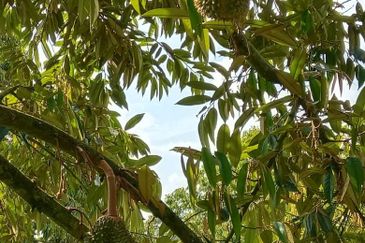 Dusun Durian BLACK THORN & MUSANG KING  9 Ekar Sungai Ruan Raub Pahang ✅GOOD INVESTMENT ✅FREEHOLD ✅Accessible by SUV/4wd vehicle