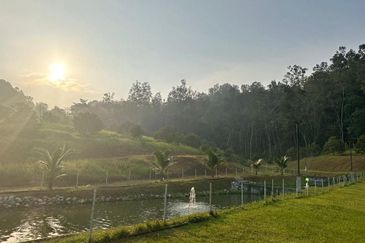 Dusun Durian BLACK THORN & MUSANG KING 6 Ekar at Serendah, Selangor ✅GOOD INVESTMENT ✅FREEHOLD ✅Accessible by Normal Car ✅ Ready INFRA