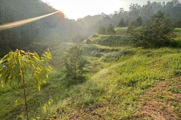 Dusun Durian BLACK THORN & MUSANG KING 6 Ekar at Serendah, Selangor ✅GOOD INVESTMENT ✅FREEHOLD ✅Accessible by Normal Car ✅ Ready INFRA