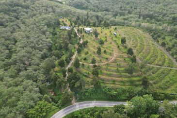 Dusun Durian BLACK THORN,D24, D2, DEKA & MUSANG KING 6 Ekar at Sg Pertak Batu 23 Karak