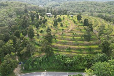 Dusun Durian BLACK THORN,D24, D2, DEKA & MUSANG KING 6 Ekar at Sg Pertak Batu 23 Karak