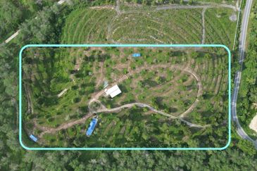 Dusun Durian BLACK THORN,D24, D2, DEKA & MUSANG KING 6 Ekar at Sg Pertak Batu 23 Karak