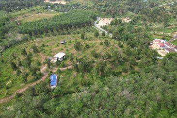 Dusun Durian BLACK THORN,D24, D2, DEKA & MUSANG KING 6 Ekar at Sg Pertak Batu 23 Karak