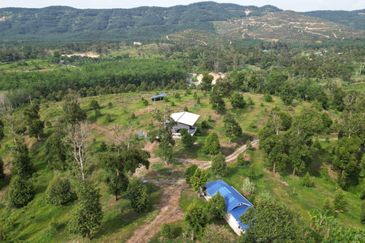 Dusun Durian BLACK THORN,D24, D2, DEKA & MUSANG KING 6 Ekar at Sg Pertak Batu 23 Karak