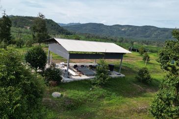 Dusun Durian BLACK THORN,D24, D2, DEKA & MUSANG KING 6 Ekar at Sg Pertak Batu 23 Karak