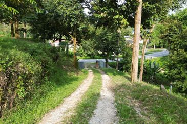 Dusun Durian BLACK THORN,D24, D2, DEKA & MUSANG KING 6 Ekar at Sg Pertak Batu 23 Karak