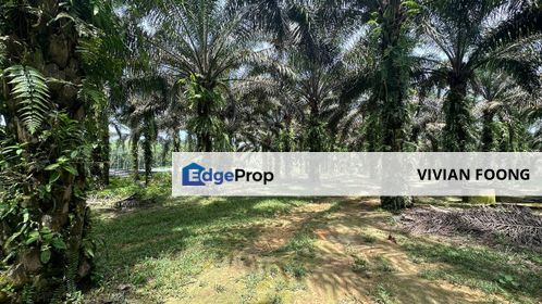 Bidor Agriculture land freehold oil palm tree for 12 years for sale, Perak, Batang Padang