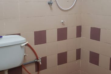 Evergreen Park Acorn and Hazel