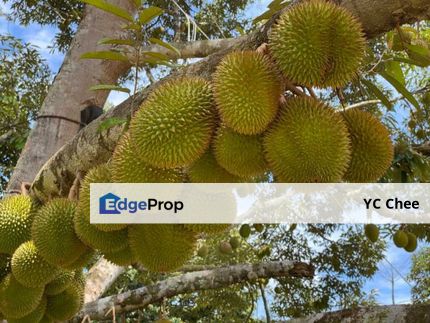 Freehold 31.5 Acres Durian Orchard Plantation Harvest Soon! 榴莲园出售！神仙宝地，非你莫属 Musang King, Tekka, D24, Black torn , Perak, Chenderiang