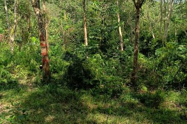 Tanah Kebun Getah Di Batu Hampar untuk Di Jual