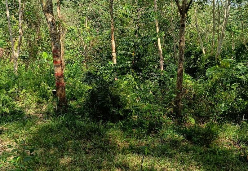 Tanah Kebun Getah Di Batu Hampar untuk Di Jual