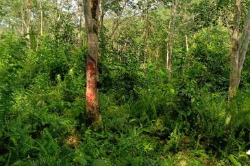 Tanah Kebun Getah Di Batu Hampar untuk Di Jual