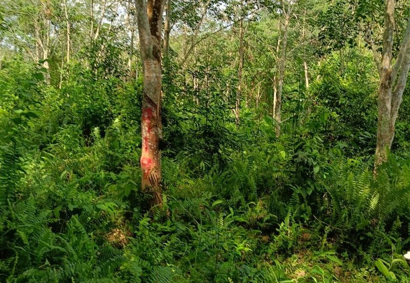 Tanah Kebun Getah Di Batu Hampar untuk Di Jual