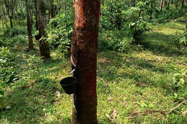 Tanah Kebun Getah Di Batu Hampar untuk Di Jual