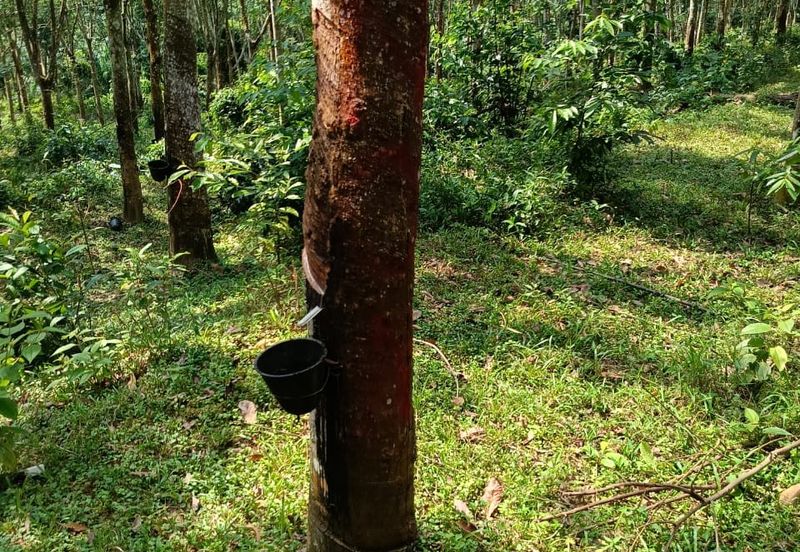 Tanah Kebun Getah Di Batu Hampar untuk Di Jual
