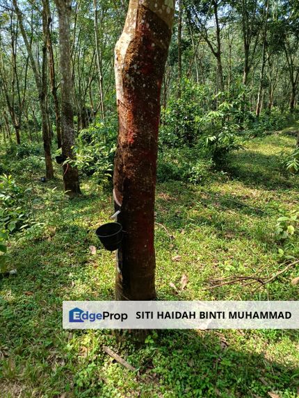 Tanah Kebun Getah Di Batu Hampar untuk Di Jual, Negeri Sembilan, Rembau