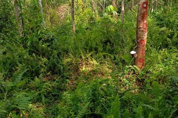 Tanah Kebun Getah Di Batu Hampar untuk Di Jual