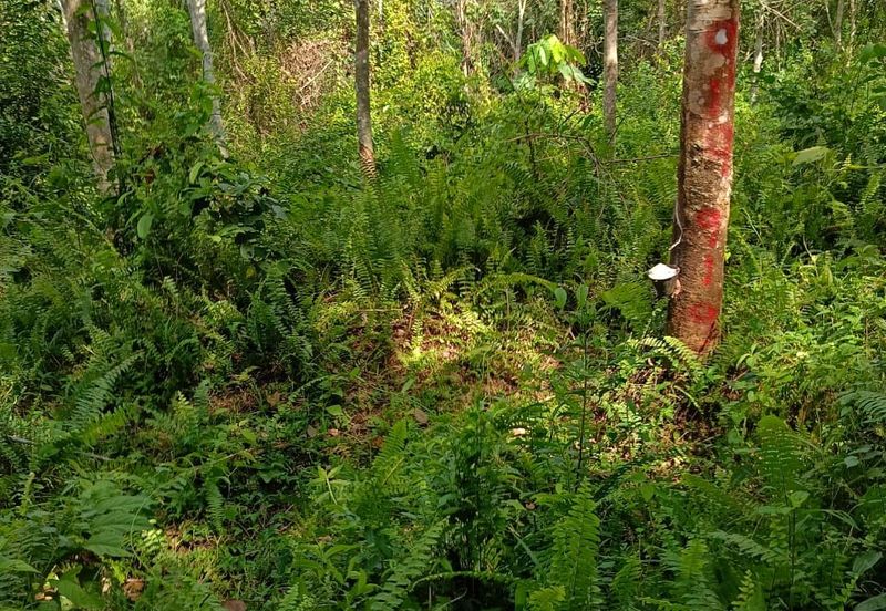 Tanah Kebun Getah Di Batu Hampar untuk Di Jual