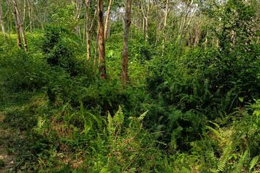 Tanah Kebun Getah Di Batu Hampar untuk Di Jual