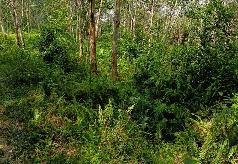 Tanah Kebun Getah Di Batu Hampar untuk Di Jual