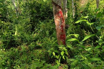 Tanah Kebun Getah Di Batu Hampar untuk Di Jual