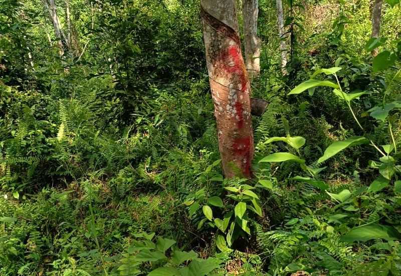 Tanah Kebun Getah Di Batu Hampar untuk Di Jual