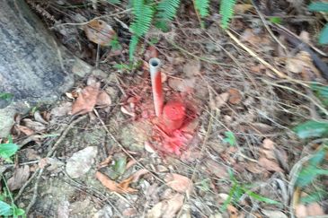 Tanah Kebun Getah Di Batu Hampar untuk Di Jual