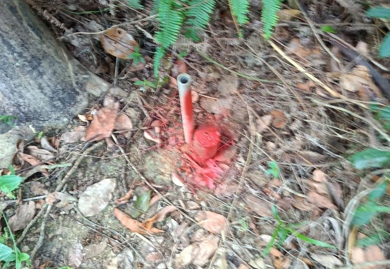 Tanah Kebun Getah Di Batu Hampar untuk Di Jual