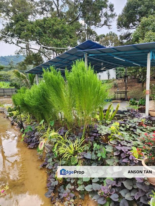 [MUST VIEW] Beautiful Durian Orchard Nearby Semenyih, Negeri Sembilan, Seremban