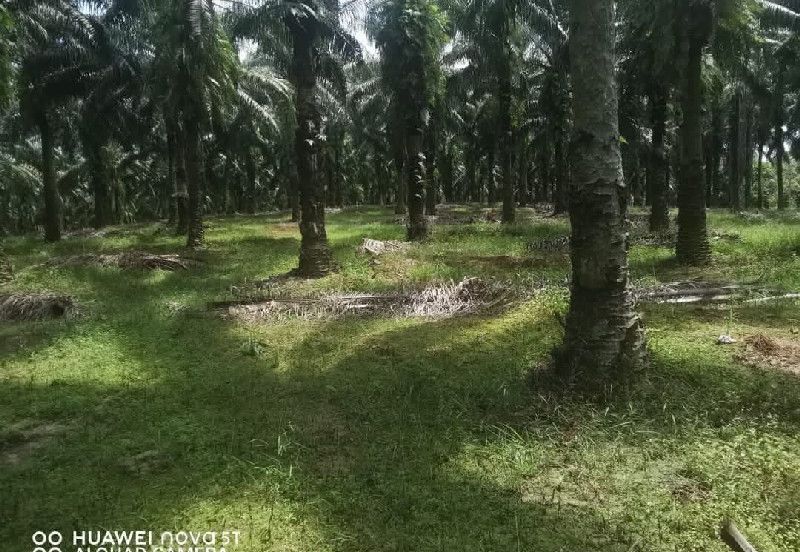 Agriculture Land @ Taiping