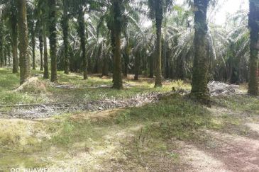 Agriculture Land @ Taiping