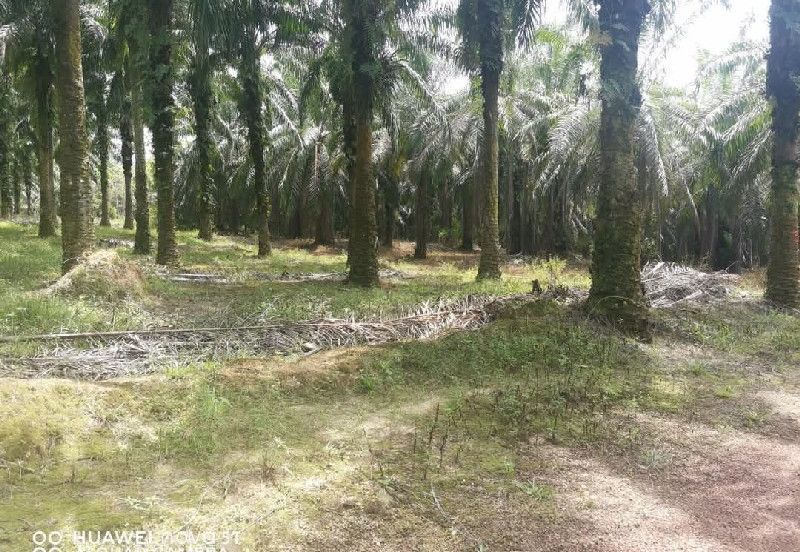 Agriculture Land @ Taiping